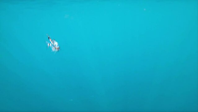 Kayak fishing, trolling fishing. Underwater view of a oblade fish hooked to a lure being pulled out of water by a fisherman standing on a kayak off the coast of Mil Palmeras Beach.