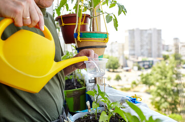 Old man gardening in home greenhouse. Men's hands hold watering can and watering the pepper plant