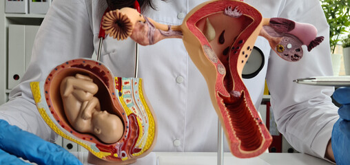 Uterus is female reproductive organ and the anatomy of child fetus
