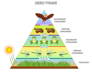 Energy pyramid or Food chain vector illustration