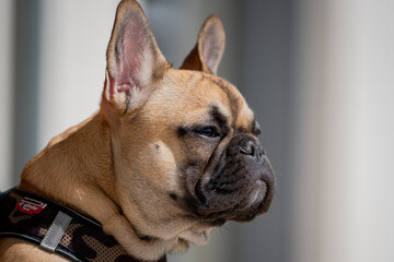 French Bulldog, frenchie, French bulldog head