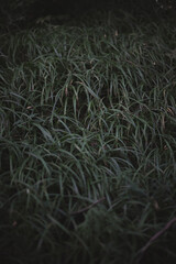 Close up thick green grass in dark forest concept photo. Woods aesthetic. Front view photography with blurred background. High quality picture for wallpaper, travel blog, magazine, article