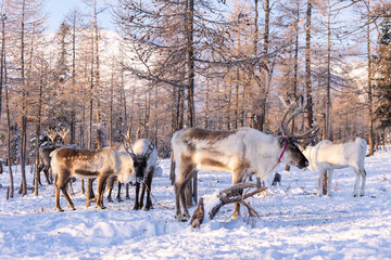 Reindeer group of the Tsatan tribe is a nomads living in the deep forests of the Taica Bioecology in the northwestern province of Khovsgol. of Mongolia to Russia's Siberian region