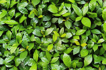 leaves of arabica coffee tree nursery plantation.