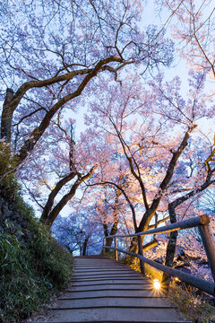 Sakura full blooms at Takato castle ruin in Nagano, Japan.