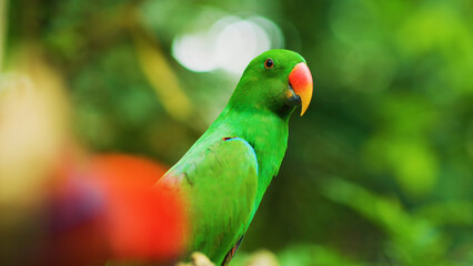 Beautiful exotic bird inhabitant of the planet 