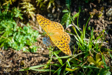 yellow butterfly in nature