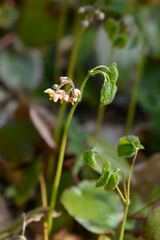 Alpine barrenwort leaves and flowers