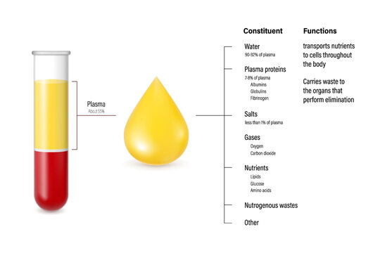 Composition and function of plasma diagram. Test tubes and layers of blood for study.