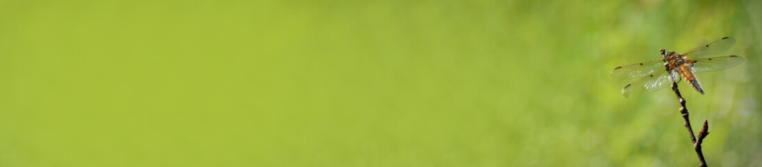 Horizontal banner with a dragonfly on a green background