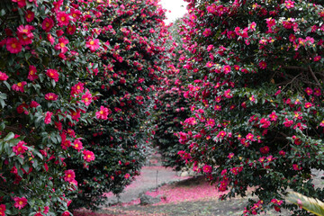 camellia trees
