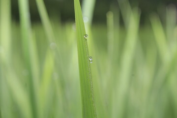 This is dew in the morning on rice leaves in the rice fields in Aceh, Indonesia