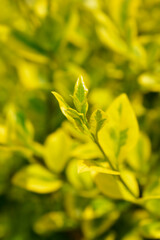 Golden privet leaves