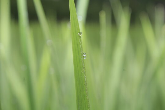 This is dew in the morning on rice leaves in the rice fields in Aceh, Indonesia