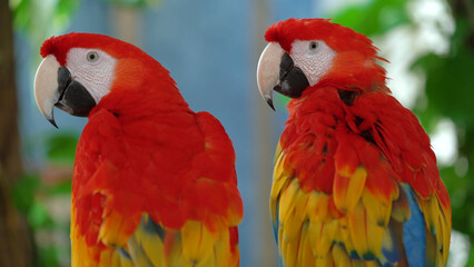 Two beautiful parrots in the wild