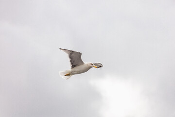 seagull in flight against the blue sky, over the blue sea.