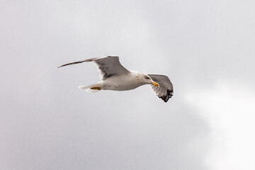 seagull in flight against the blue sky, over the blue sea.