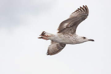seagull in flight against the blue sky, over the blue sea.