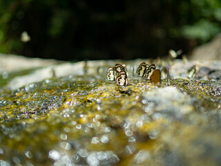 Selective focus. A swarm of brown moths clings to the rocks, circling down, sucking up minerals and nutrients in nature. The sunlight reflects the water droplet complete ecosystem