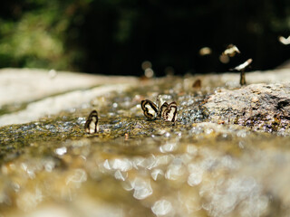 Selective focus. A swarm of brown moths clings to the rocks, circling down, sucking up minerals and nutrients in nature. The sunlight reflects the water droplet complete ecosystem