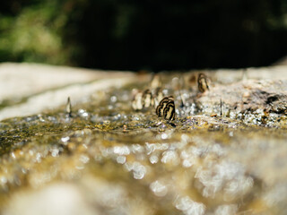 Selective focus. A swarm of brown moths clings to the rocks, circling down, sucking up minerals and nutrients in nature. The sunlight reflects the water droplet complete ecosystem