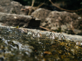 Selective focus. A swarm of brown moths clings to the rocks, circling down, sucking up minerals and nutrients in nature. The sunlight reflects the water droplet complete ecosystem