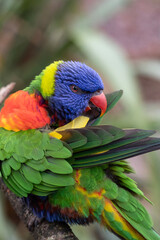 Parakeet