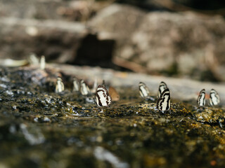 Selective focus. A swarm of brown moths clings to the rocks, circling down, sucking up minerals and nutrients in nature. The sunlight reflects the water droplet complete ecosystem
