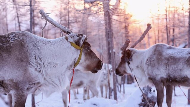 Reindeer group of the Tsatan tribe is a nomads living in the deep forests of the Taica Bioecology in the northwestern province of Khovsgol. of Mongolia to Russia's Siberian region