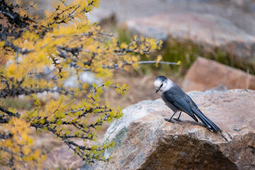 Canada jay bird by a golden larch tree in autumn, Valley of the Ten Peaks track, Banff National Park, Canadian Rockies.