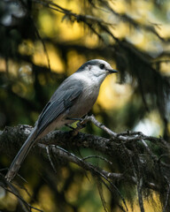 Canada jay bird perched on tree with golden autumn color background, Valley of the Ten Peaks track, Banff National Park, Canadian Rockies. Vertical format.