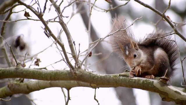 Red Squirrel eating acorn standing on the branch of a tree in Fuentes del Marques, Caravaca, Spain.