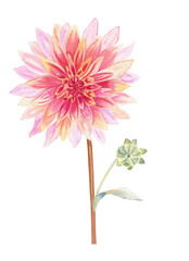 Dahlia flower watercolor illustration. Hand drawn realistic botanical image for postcards and invitations.