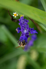 Bee on lavender flower, shallow depth of field