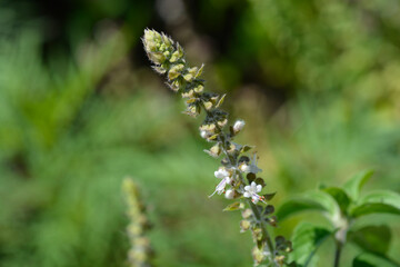 Camphor basil flowers
