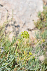 Sea fennel flowers