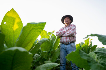 An experienced and confident senior farmer stands in a tobacco plantation. Portrait of a senior agronomist in a tobacco plantation