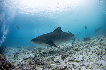 Tiger shark swimming and looking for prey to eat in the deep blue of the oceans.