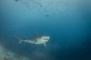 Tiger shark swimming and looking for prey to eat in the deep blue of the oceans.