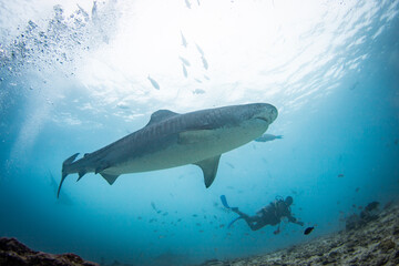 a scuba diver feed a very big tiger shark. concept of travel and diving tools. love for nature and oceans. Shark Diving