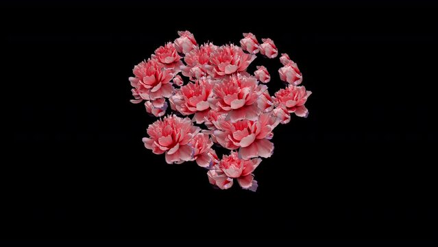 time lapse of blooming orchid flowers gathered into a heart shape. Valentine's Day card, Mother's Day, wedding anniversary greeting cards, wedding invitation or birthday e-card. Alpha channel. Viva