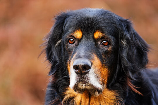 black and gold Hovie dog hovawart Portrait
