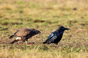 common buzzard (Buteo buteo) goes after the raven