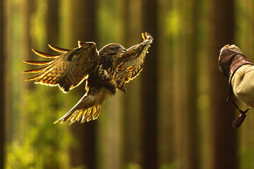 common buzzard (Buteo buteo) sits on his gloved hand