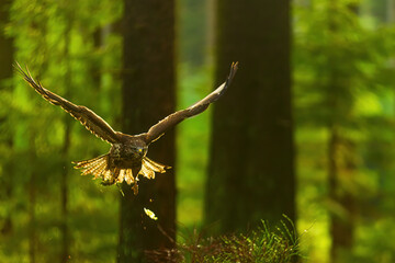 common buzzard (Buteo buteo) in the forest in the backlight
