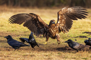 female White-tailed eagle (Haliaeetus albicilla) walks among the ravens