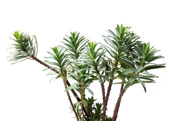 Euphorbia myrsinites plant, common name creeping spurge, donkey tail, myrtle spurge isolated on white background