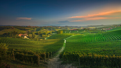 Langhe, path among the vineyards at sunset, La Morra, Piedmont, Italy.