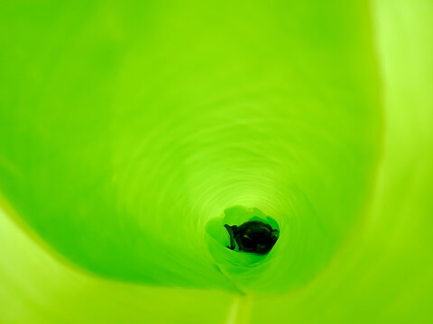 This is a baby bat in a banana leaf roll, taken from my garden in Aceh, Indonesia