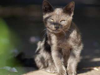 Naklejka na ściany i meble Beautiful grey tabby cat in the village